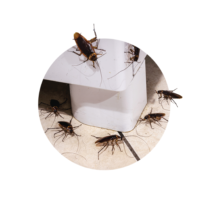 Infestation of Insects/Cockroaches