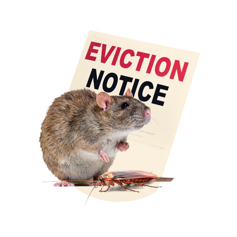 Tenant Rights